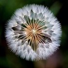 Pusteblume...