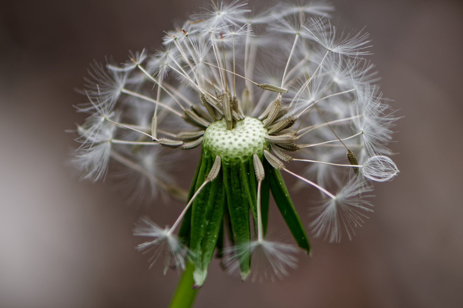 Pusteblume