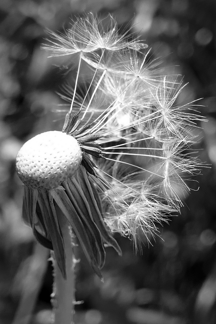 Pusteblume