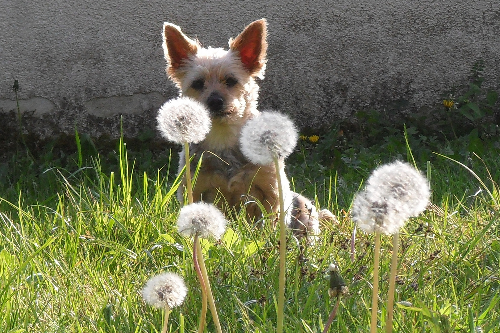 Pusteblume