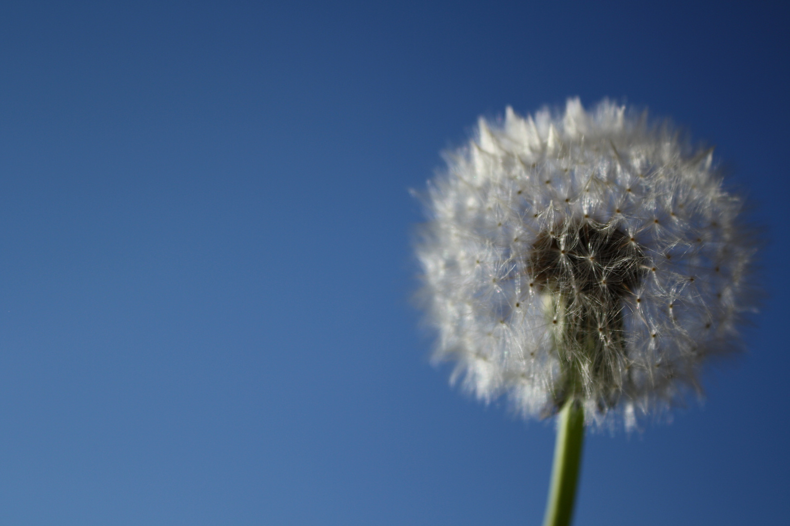 Pusteblume