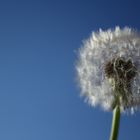 Pusteblume