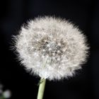 Pusteblume