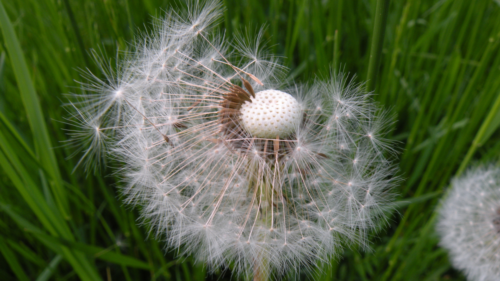 Pusteblume