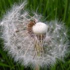 Pusteblume