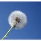 Pusteblume