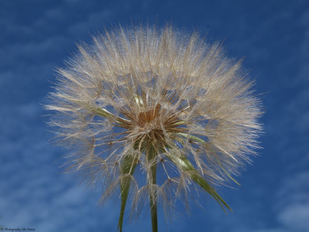 Pusteblume