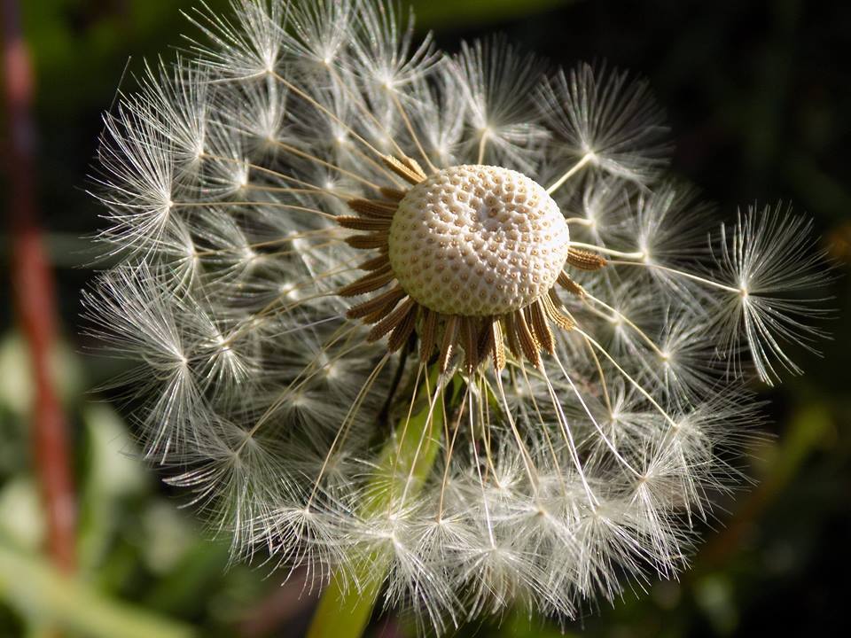 Pusteblume