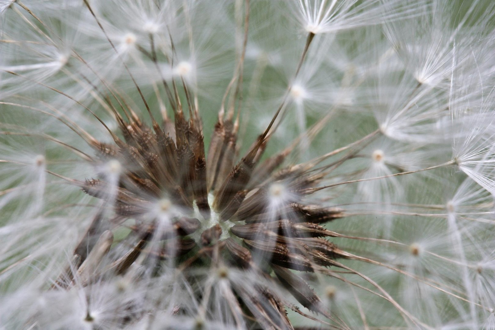 Pusteblume