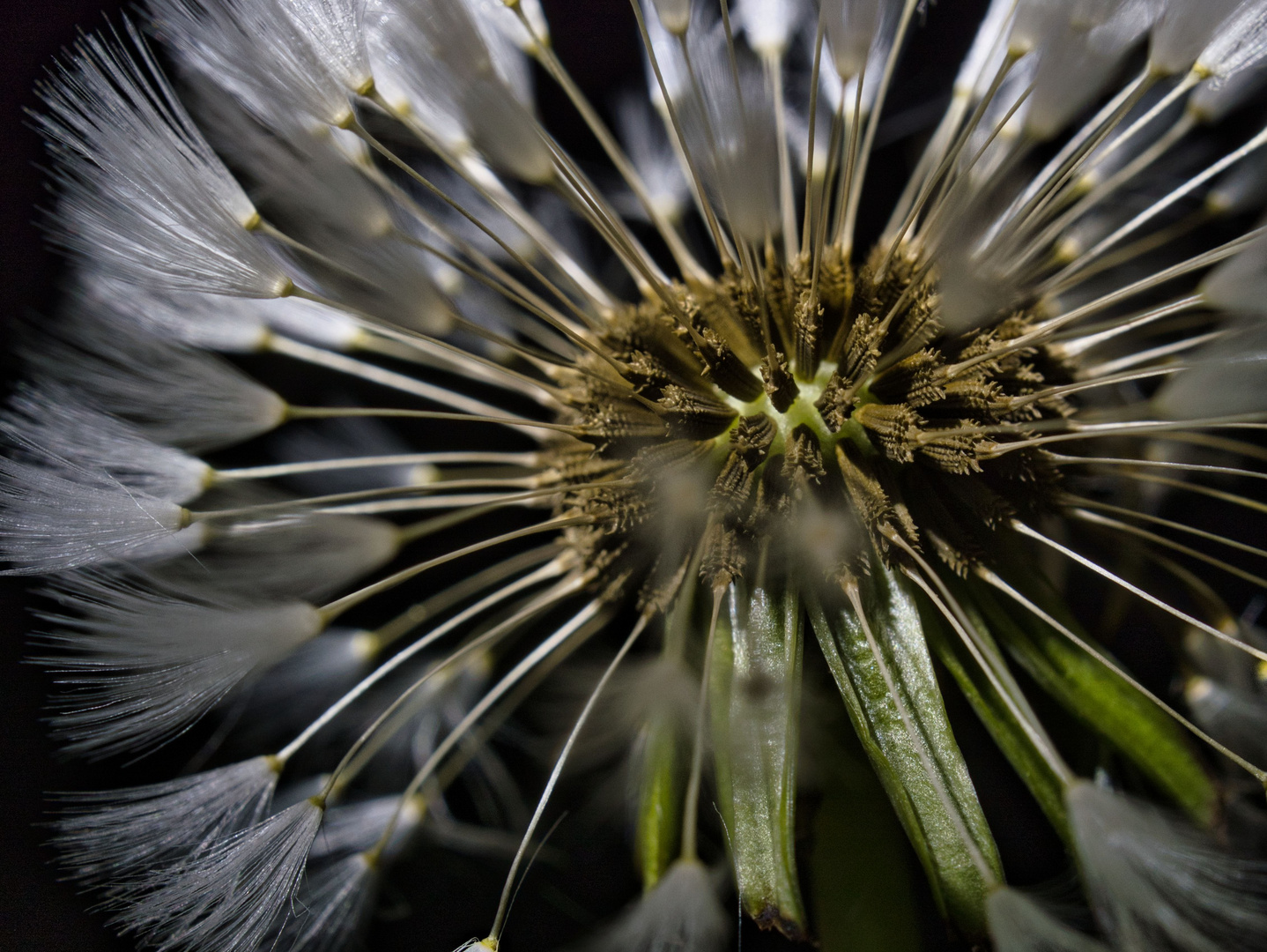 "Pusteblume"