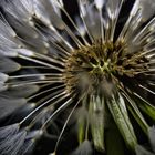 "Pusteblume"