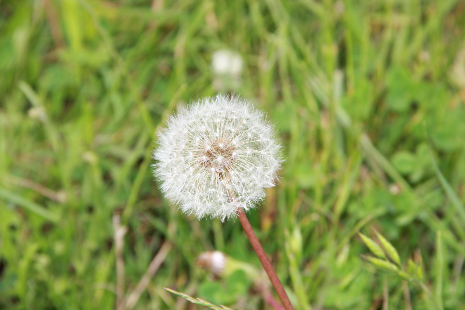 Pusteblume