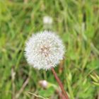 Pusteblume