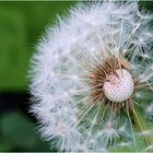 Pusteblume