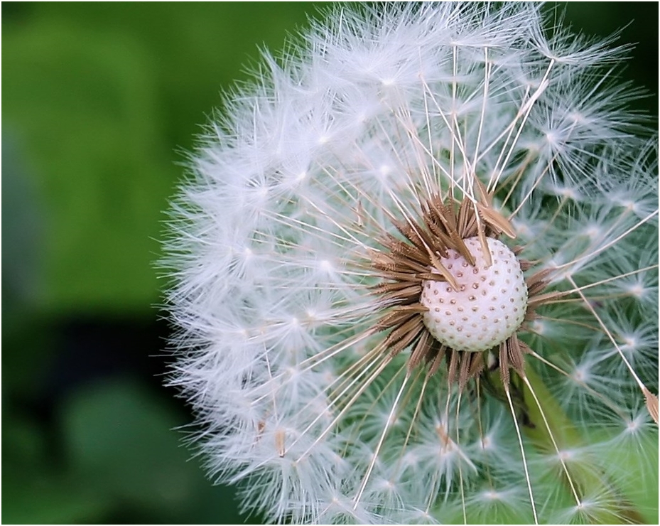 Pusteblume