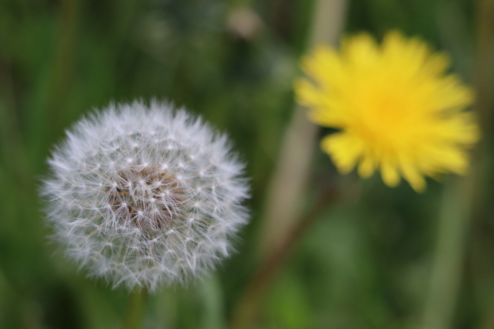 Pusteblume