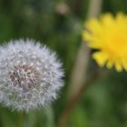 Pusteblume