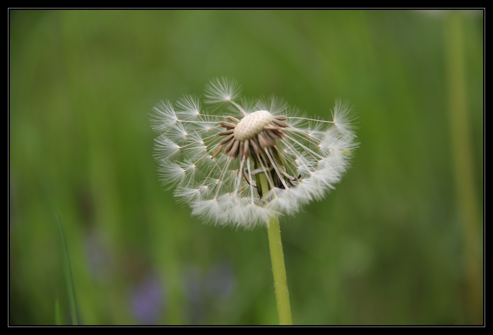 Pusteblume