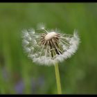 Pusteblume