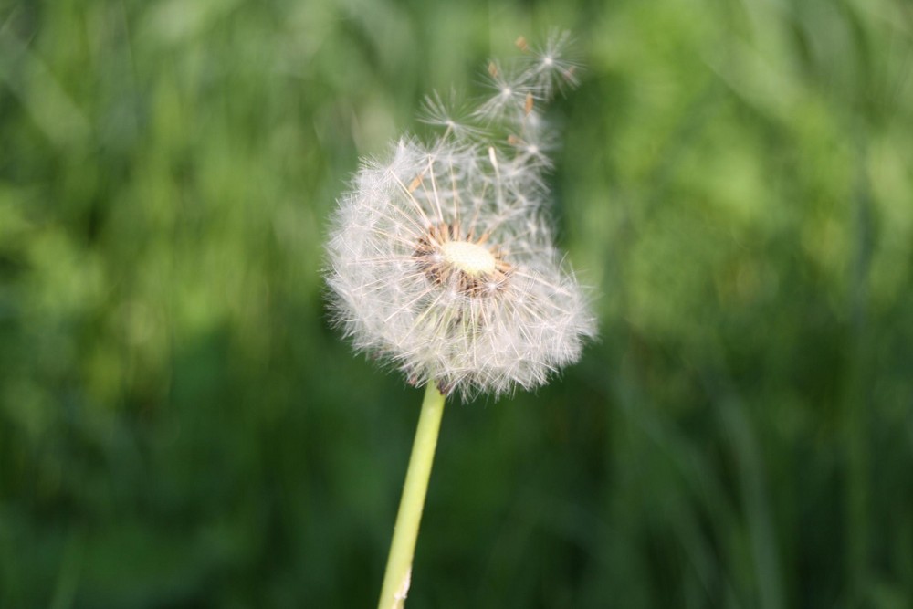 Pusteblume