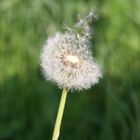 Pusteblume