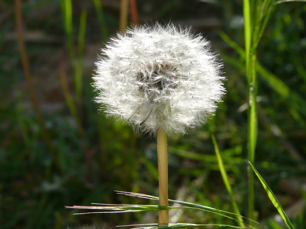 Pusteblume