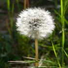 Pusteblume