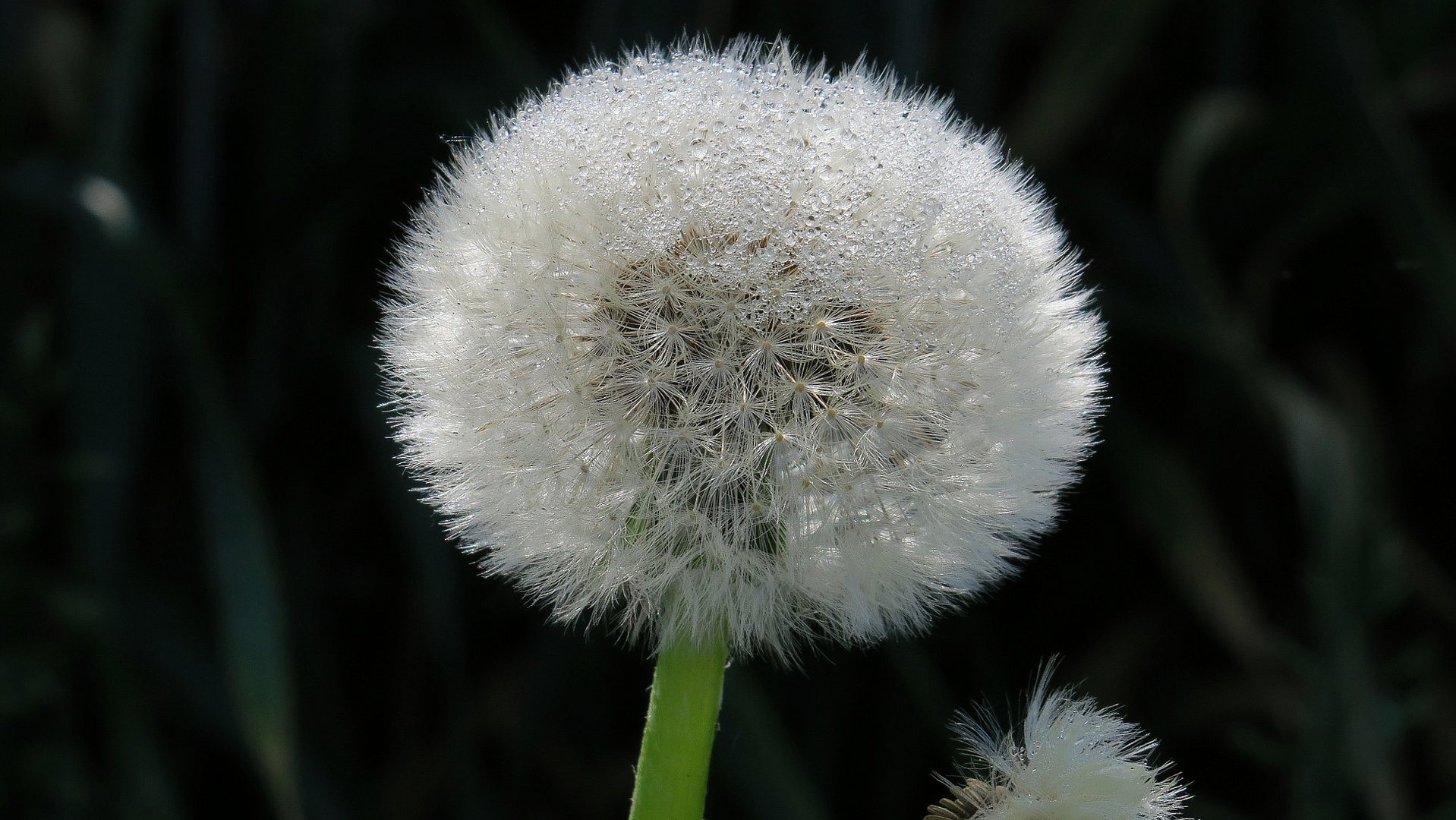 Pusteblume