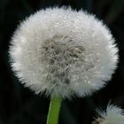 Pusteblume