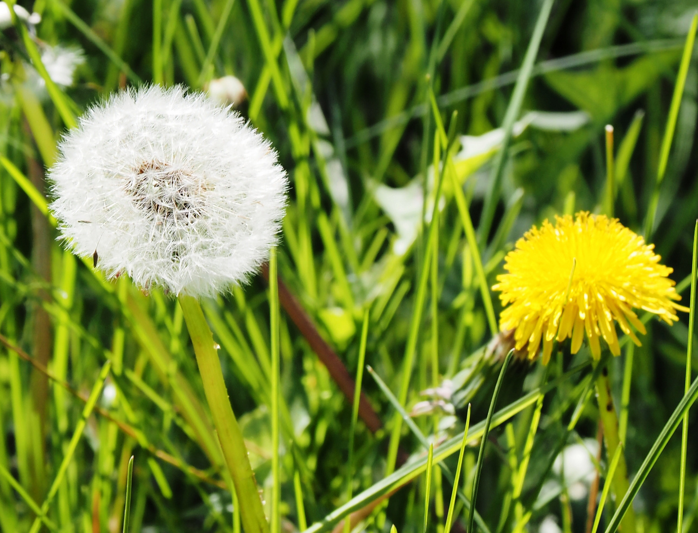 Pusteblume