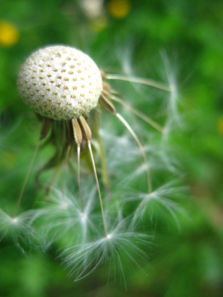 Pusteblume von anna.goes.her.way 