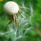 Pusteblume