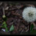 Pusteblume