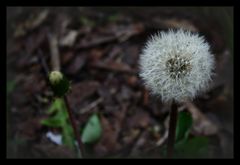 Pusteblume