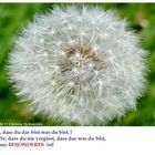 Pusteblume