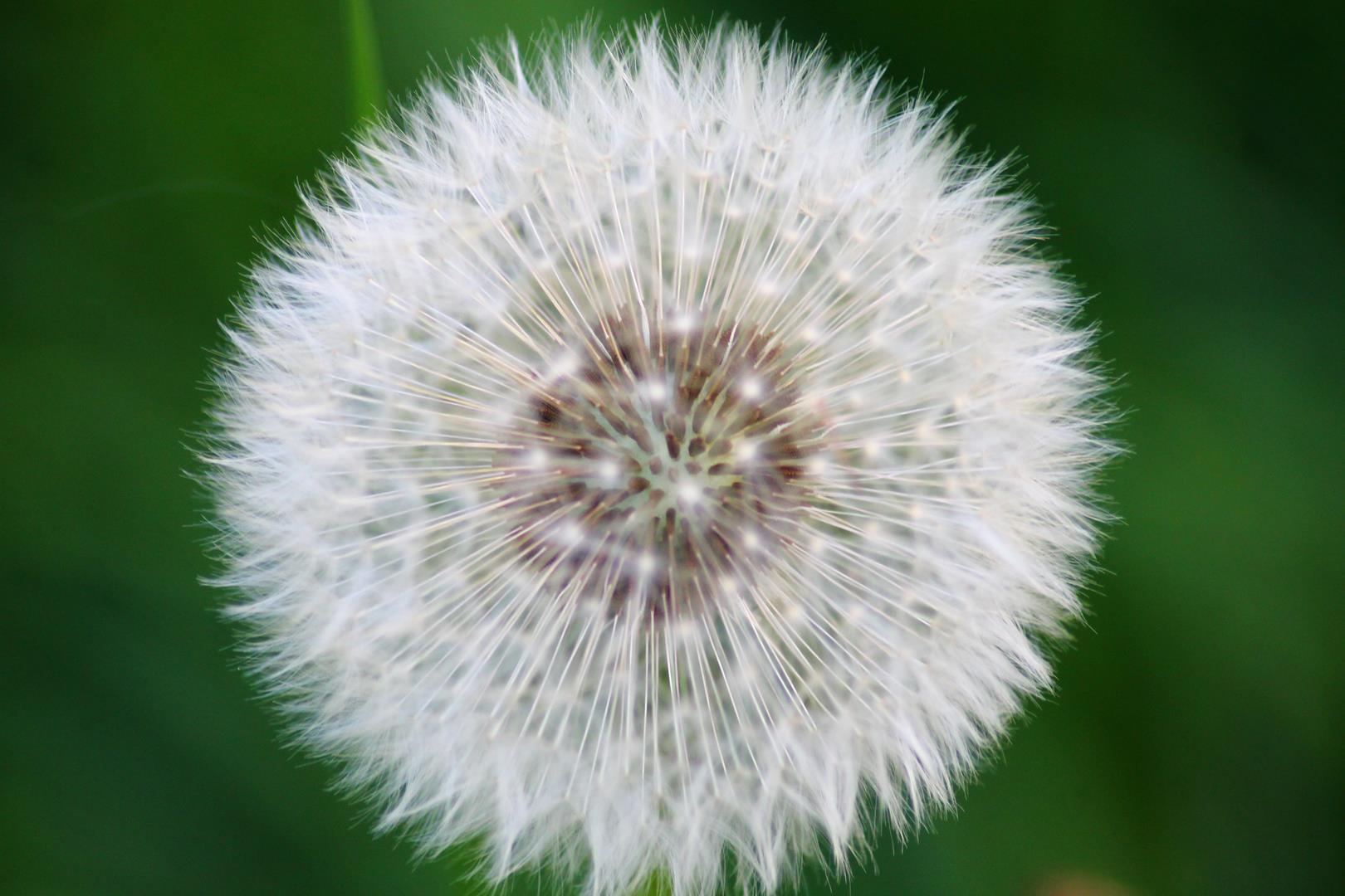 PUSTEBLUME