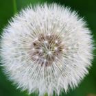 PUSTEBLUME