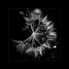 Pusteblume