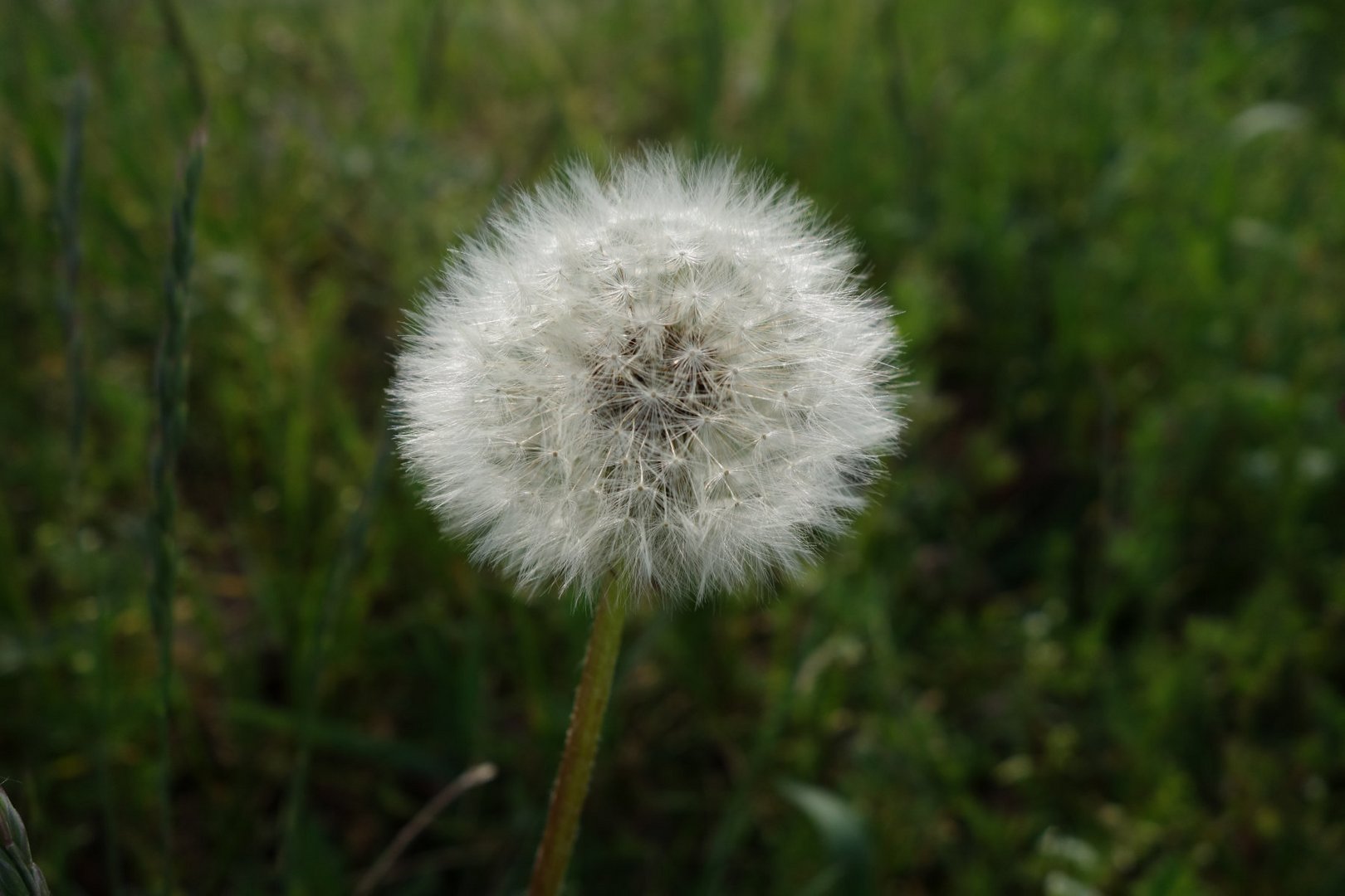 Pusteblume