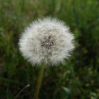 Pusteblume