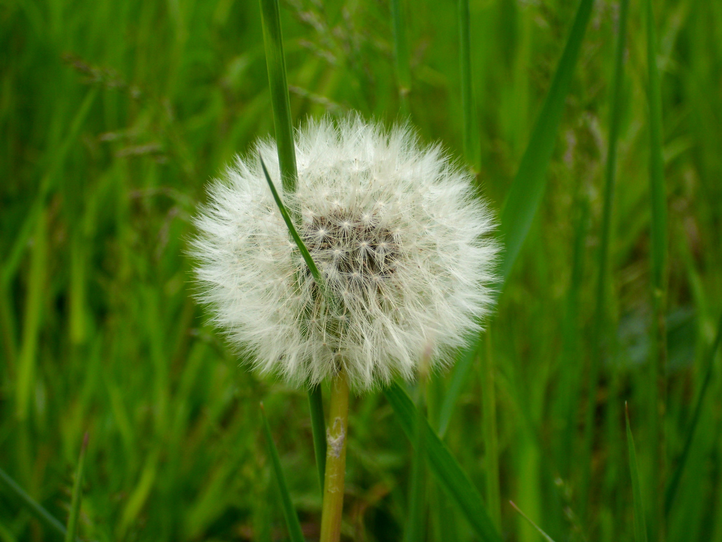 Pusteblume (: