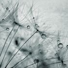 Pusteblume