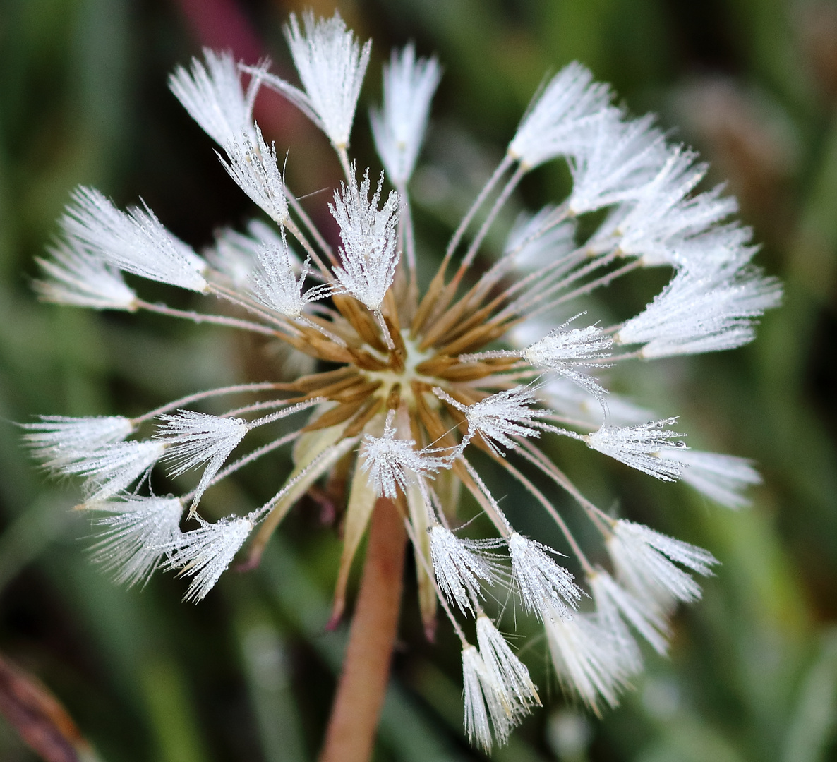 Pusteblume