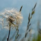 Pusteblume