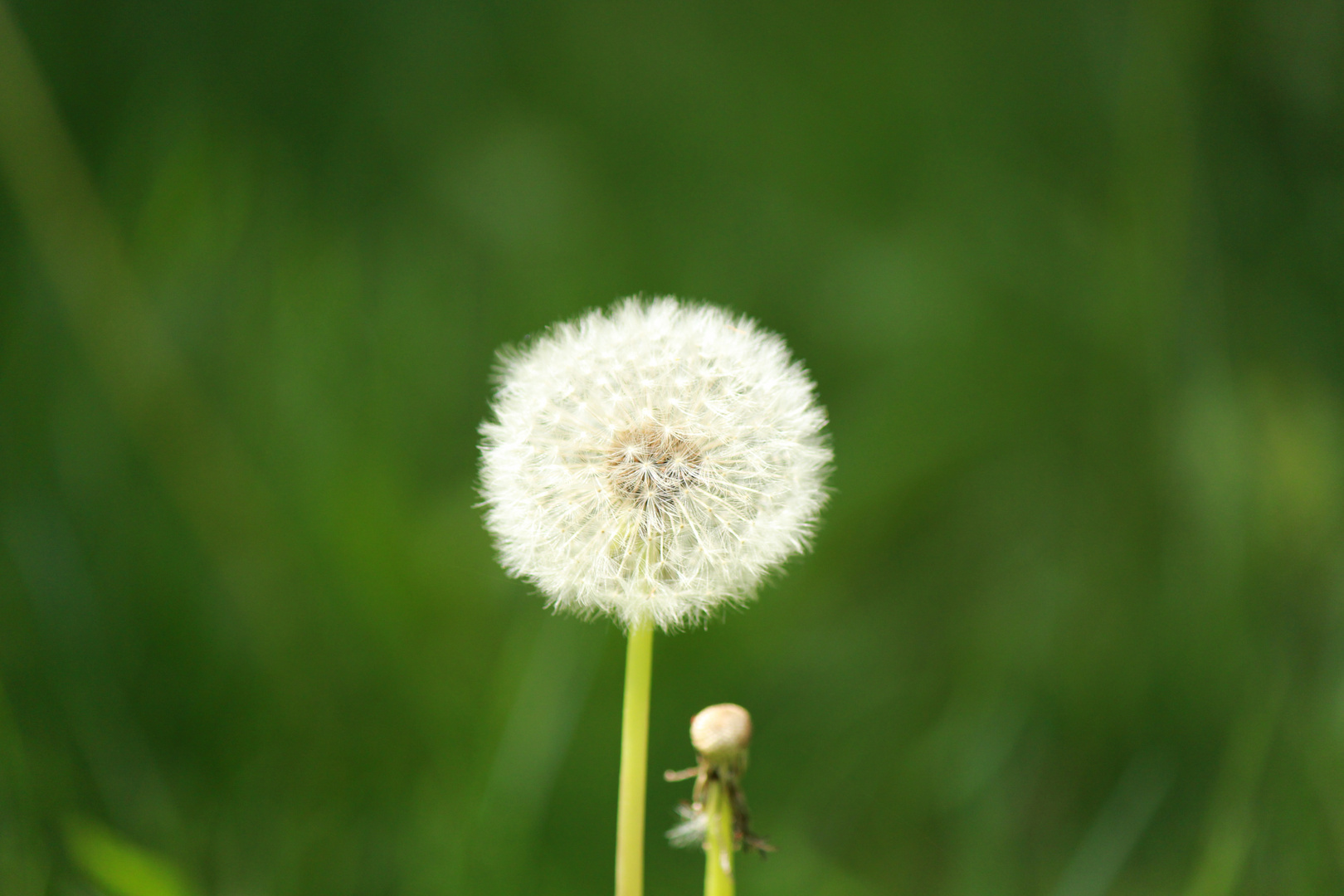 Pusteblume