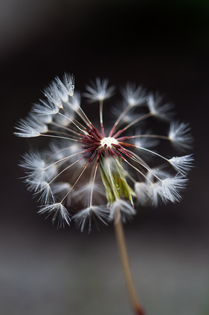 Pusteblume