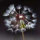 Pusteblume