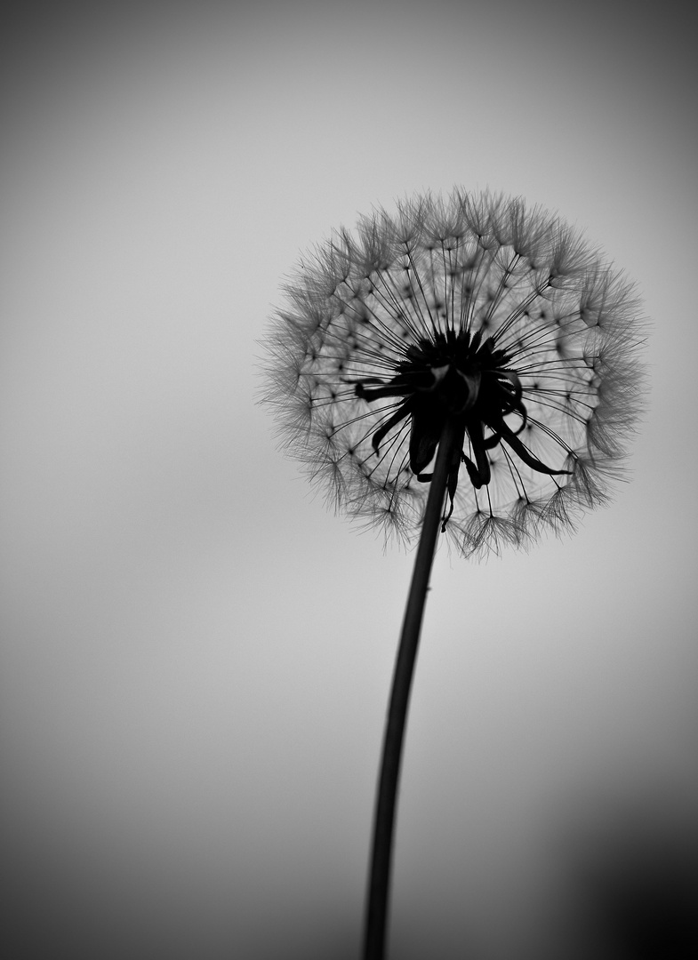 Pusteblume