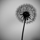 Pusteblume