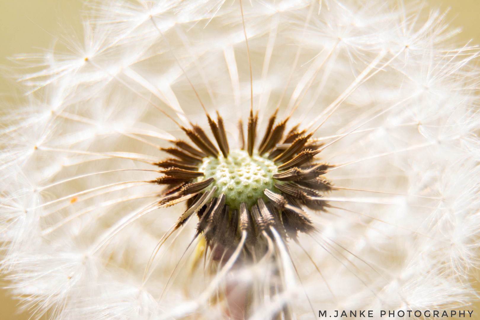 Pusteblume 